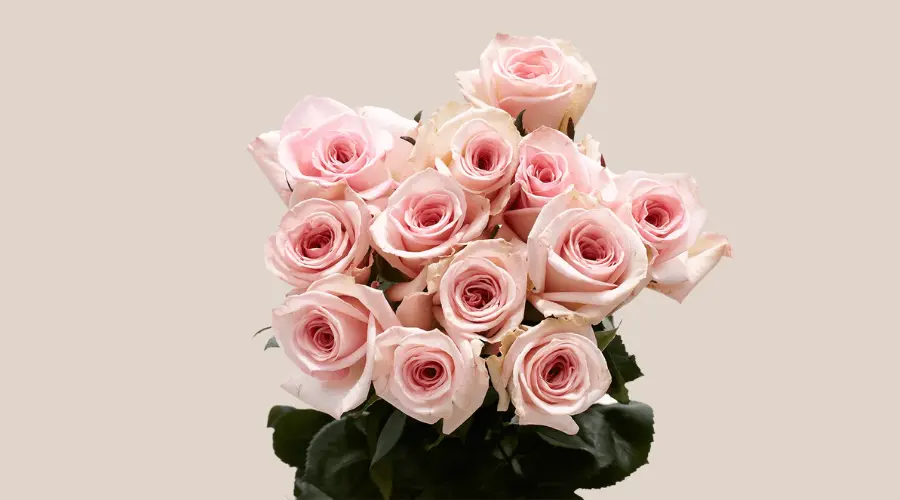GlobalRose 1 Dozen Pink Roses
