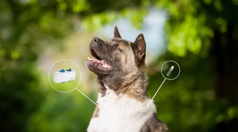 Safer Pet GPS Dog tracker by The Range