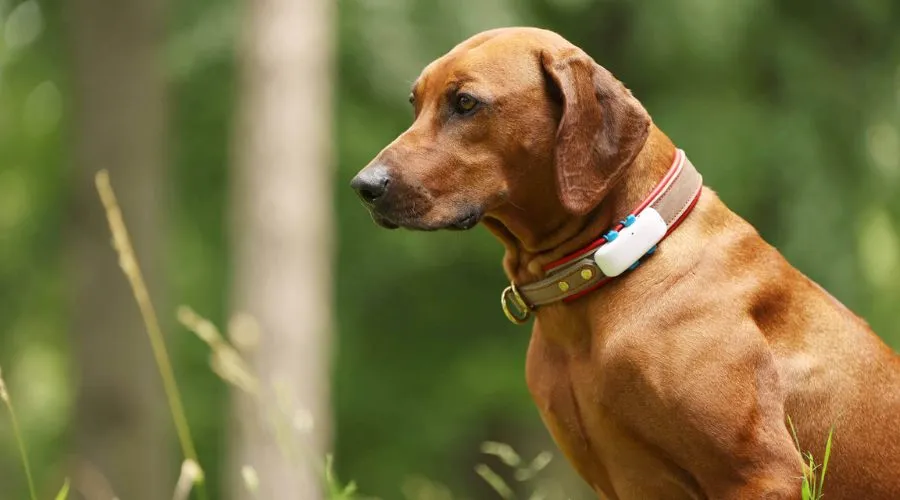 Why should we use dog GPS trackers