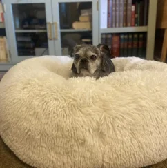 Donut Bolster Dog Bed - Boots & Barkley - Cream